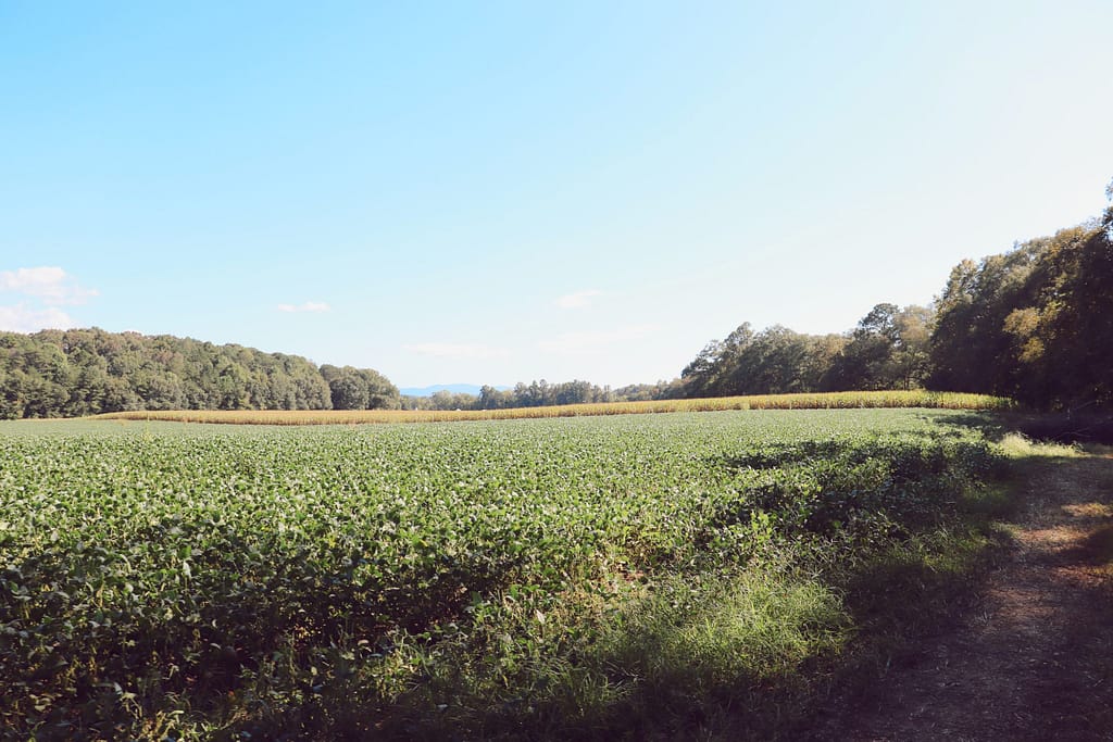 river maze