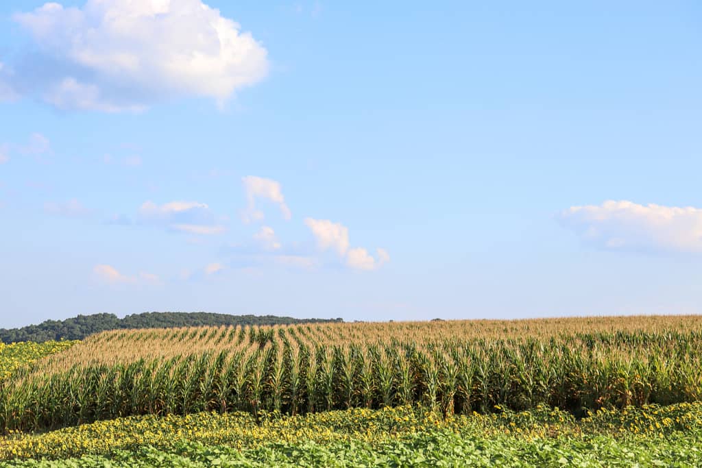 corn maze