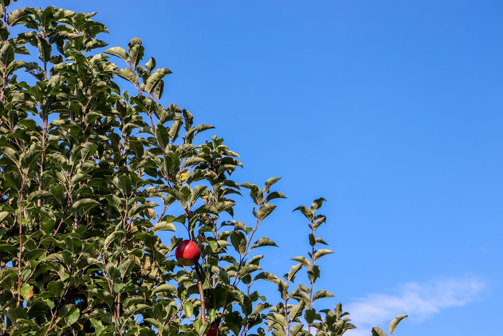 apple orchards chattanooga